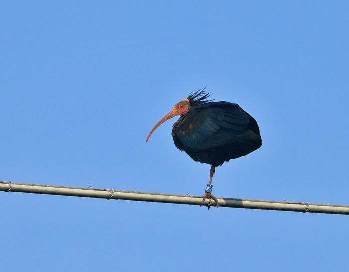 Equilibrio stabile